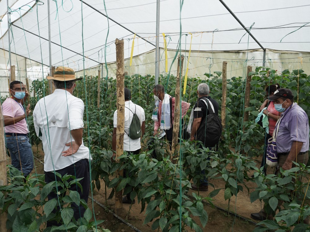 AGROSAVIA Presenta Alternativa Para Producir Hortalizas En Zonas De Altas Temperaturas7 AGROSAVIA