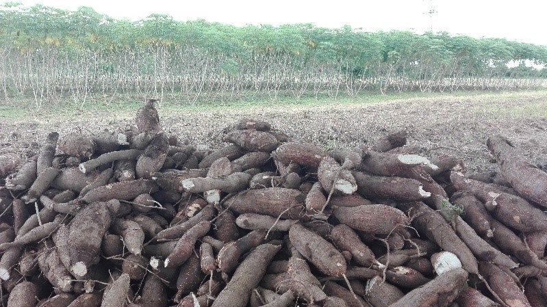 Recomendaciones técnicas para el manejo integrado del cultivo de yuca en variedades de uso industrial y sistemas de producción monocultivo.