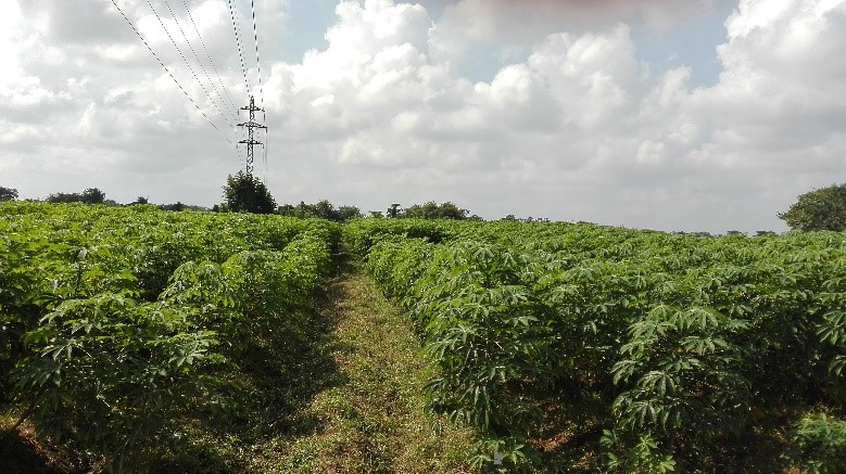 Monocultivo2