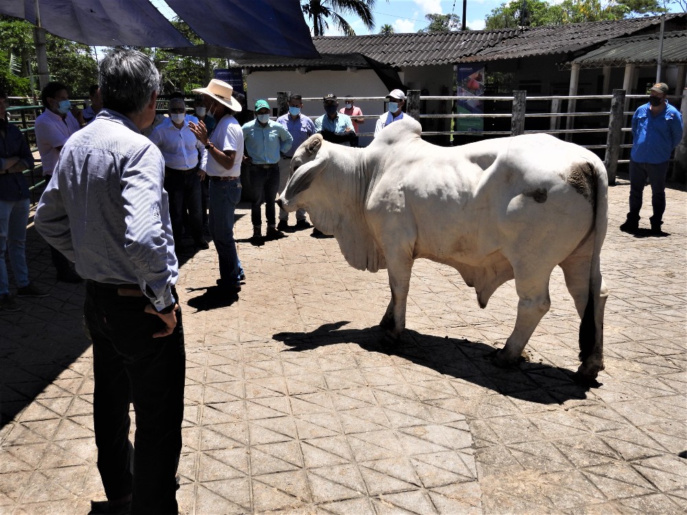 Avances en la adopción e implementación de Oferta Tecnológica de AGROSAVIA