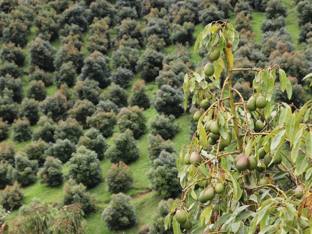Después de cumplir 222 requisitos, 76 predios rurales 
de Antioquia obtendrán el certificado internacional 
GLOBAL G.A.P. para exportar aguacate Hass