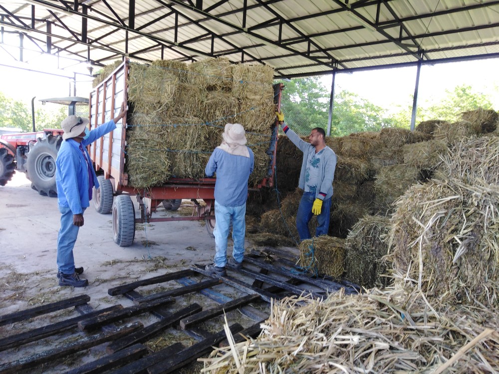 Productores Del Cesar Reciben De AGROSAVIA Donación De Forraje Para Alimentación Bovina AGROSAVIA