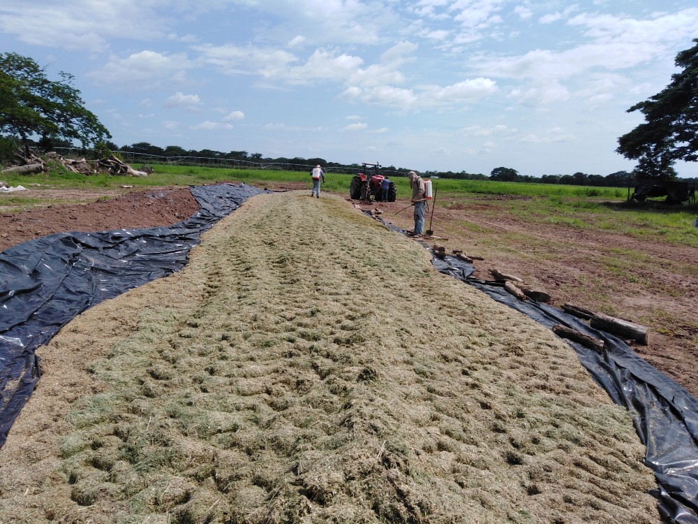 Productores Del Cesar Reciben De AGROSAVIA Donación De Forraje Para Alimentación Bovina2 AGROSAVIA