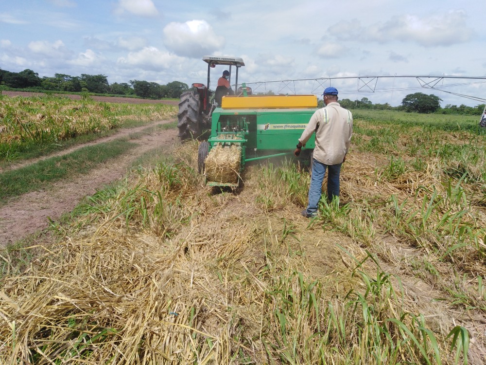 Productores Del Cesar Reciben De AGROSAVIA Donación De Forraje Para Alimentación Bovina3 AGROSAVIA