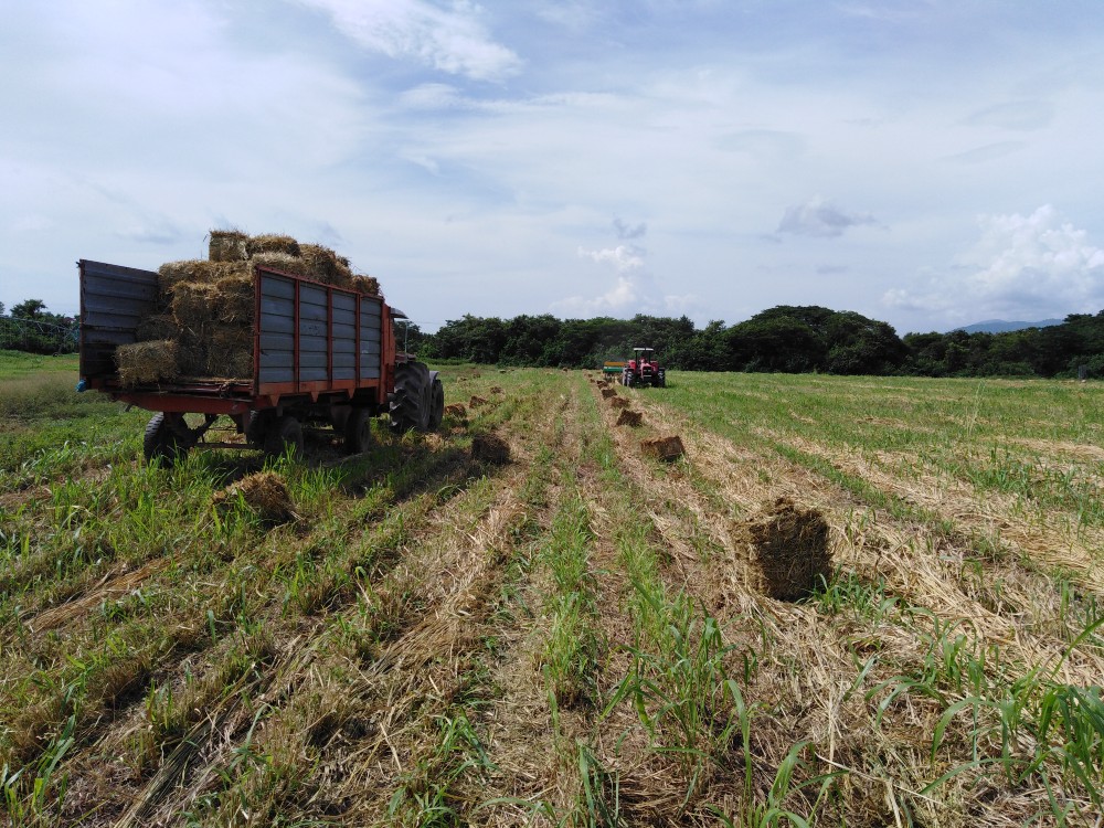 Productores del Cesar reciben de AGROSAVIA forraje para alimentación bovina
