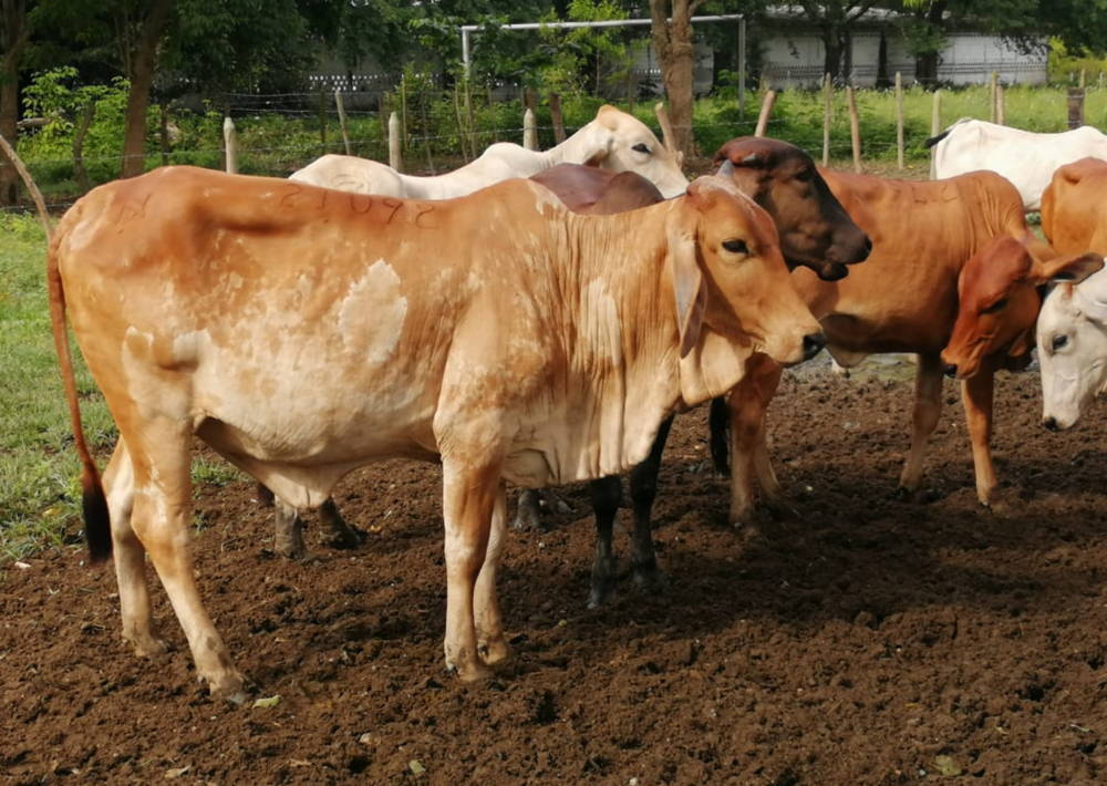 LOTE 4 Def