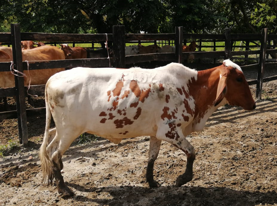 LOTE 2