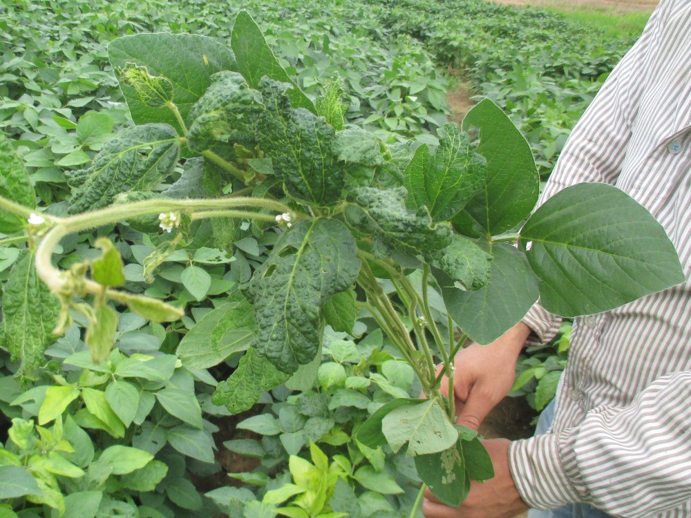 Soya Loca (1) AGROSAVIA