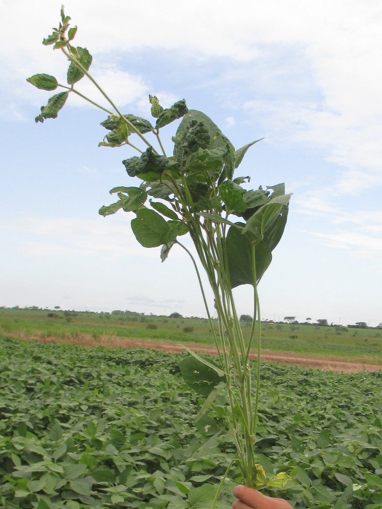 Soya Loca (5) AGROSAVIA