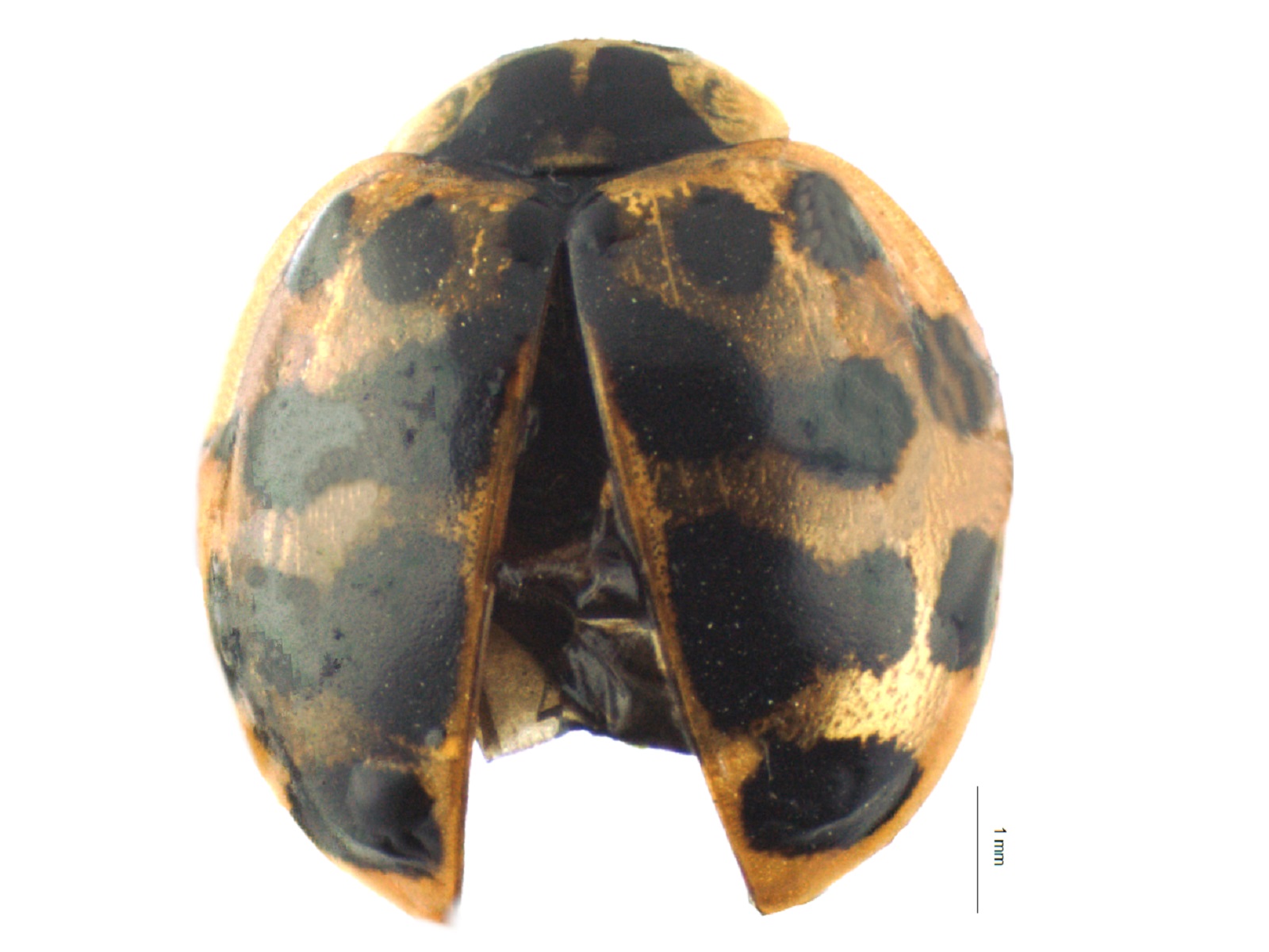 Harmonia axyridis (Pallas, 1773) 