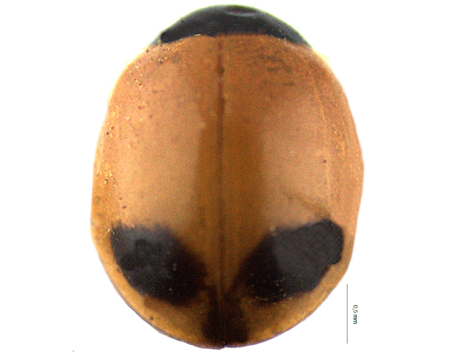 Exochomus childreni Mulsant, 1850 