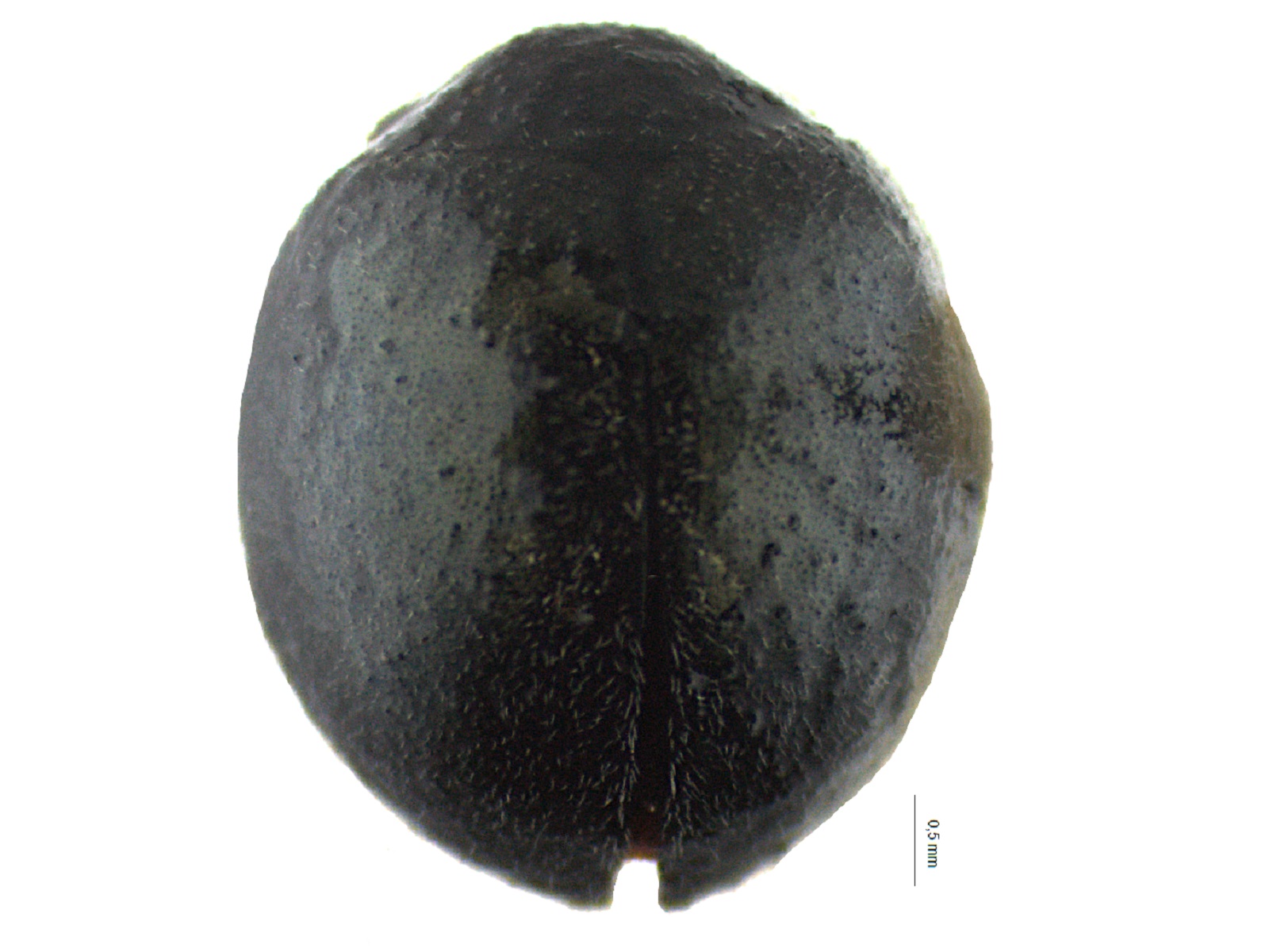 Exoplectra spp. 