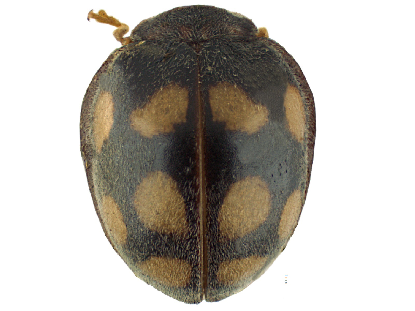 Epilachna mexicana (Guérin-Méneville, 1842) 