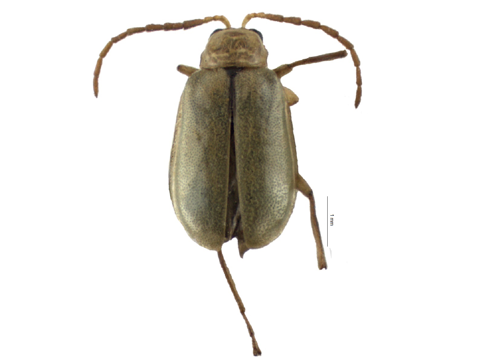 Diabrotica balteata LeConte, 1865 