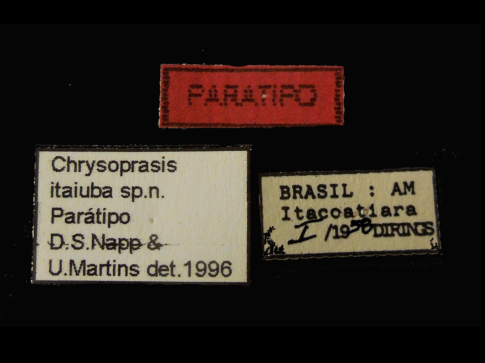 Chrysoprasis itaiuba Napp &amp; Martins, 1997