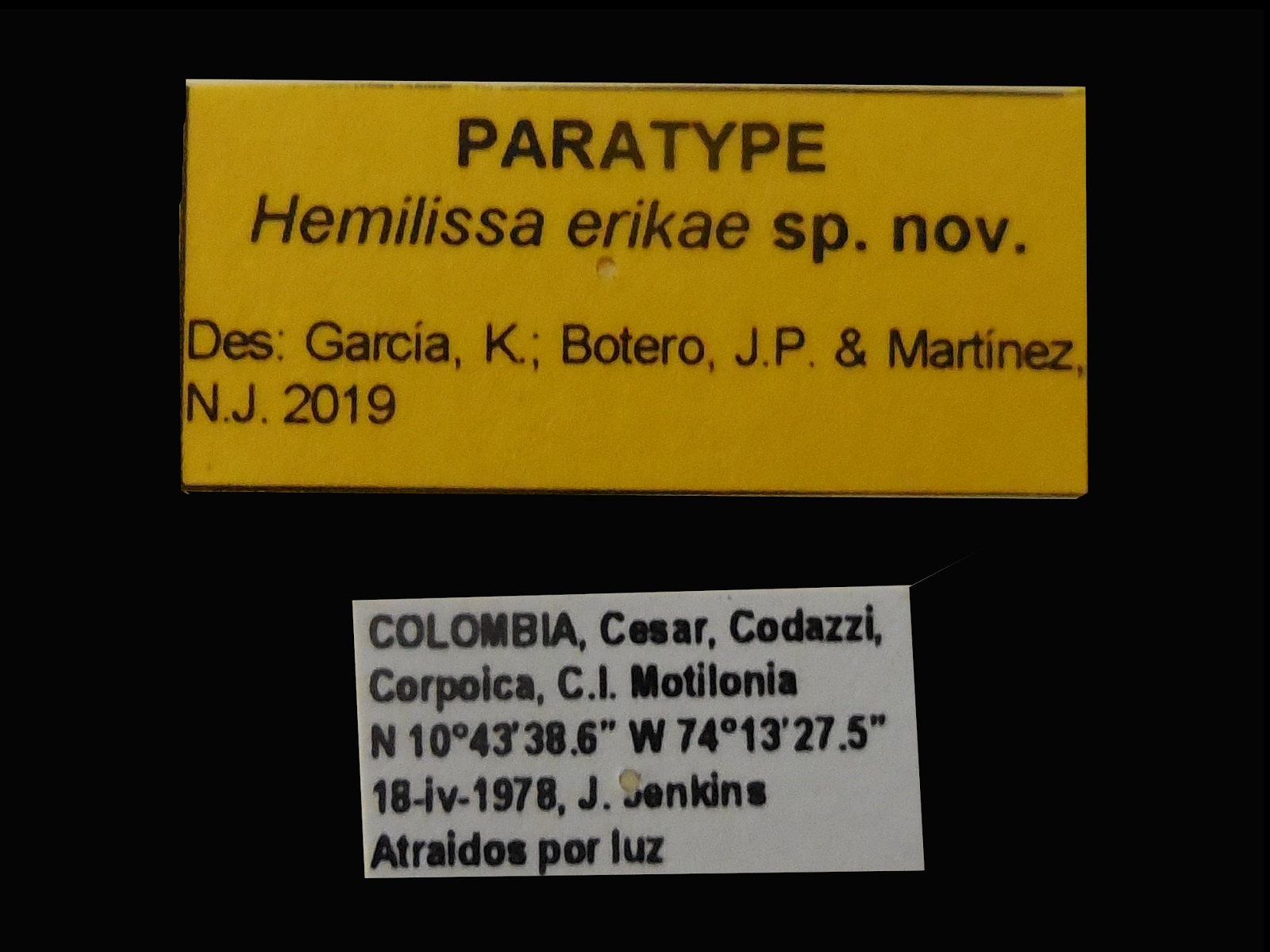 Hemilissa erikae García, Botero & Martínez, 2019