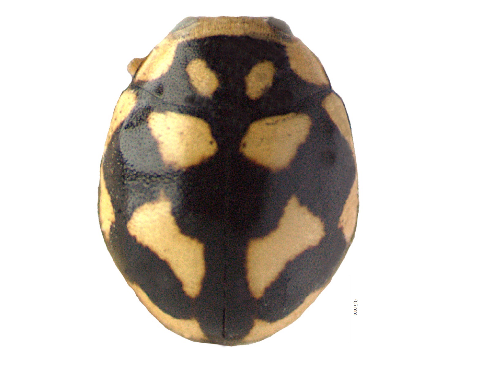 Cyrea sp. 
