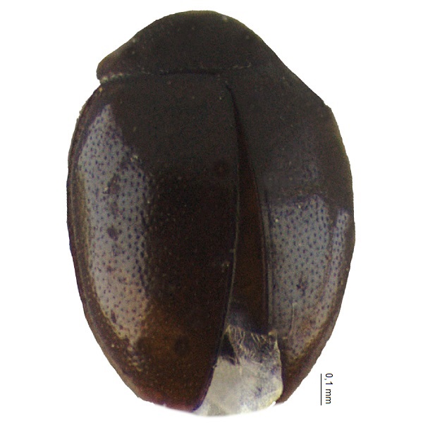 <p><em>Coccidophilus</em></p>