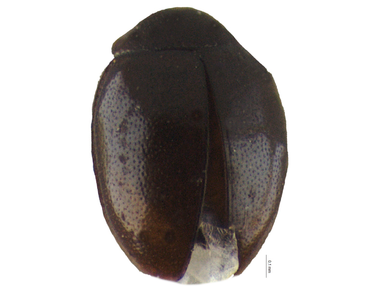 Coccidophilus spp. 