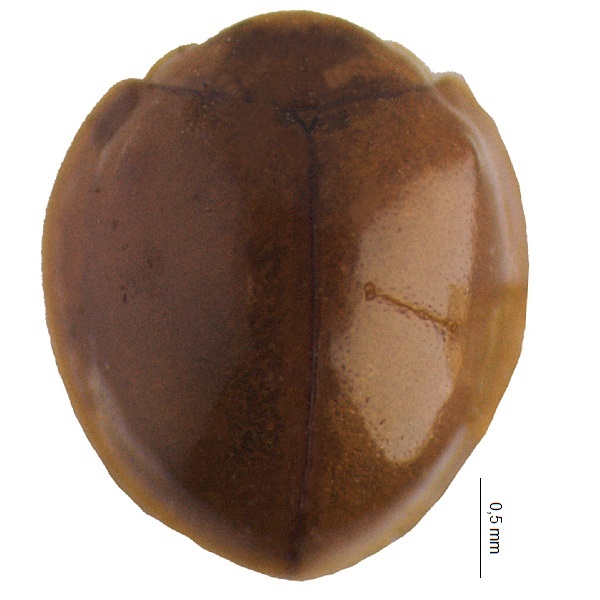 <p><em>Cryptognatha</em></p>