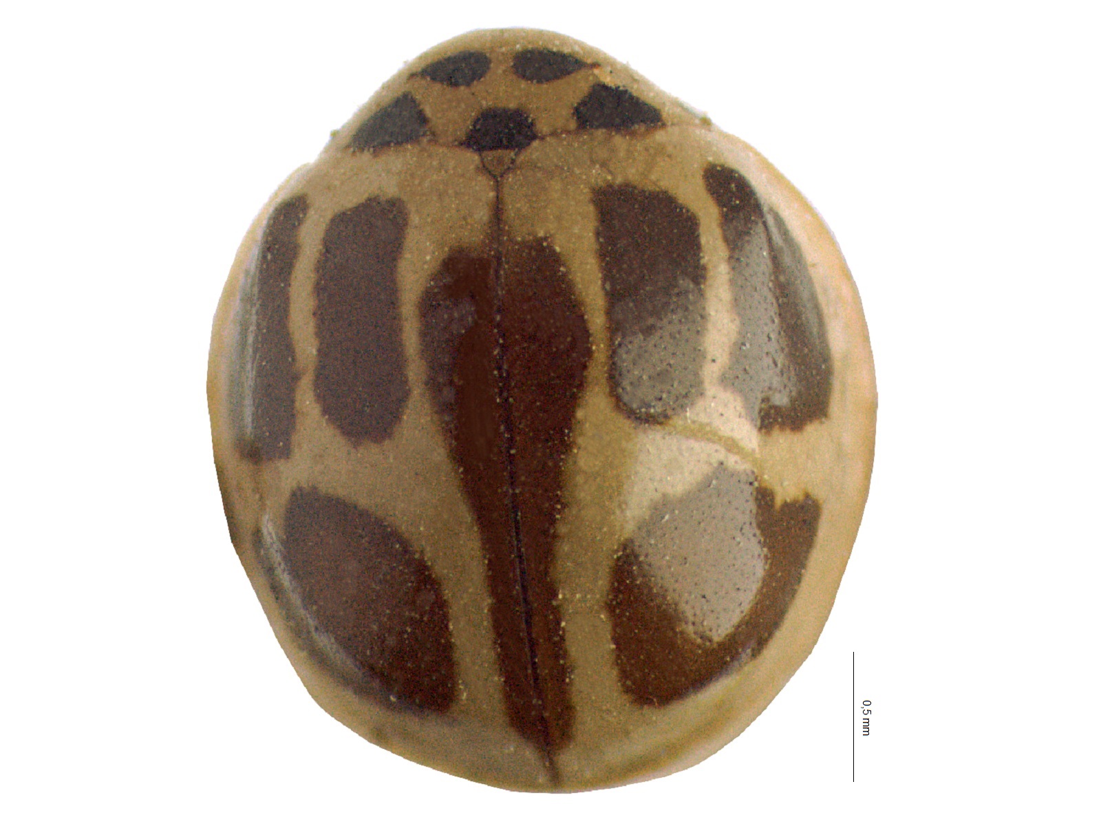 Cryptognatha gemellata Mulsant, 1850