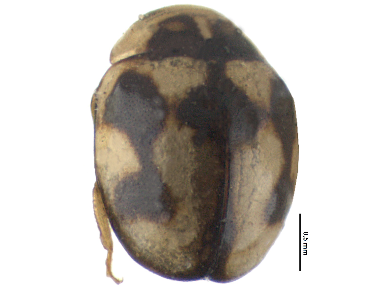 Cleothera sp. 