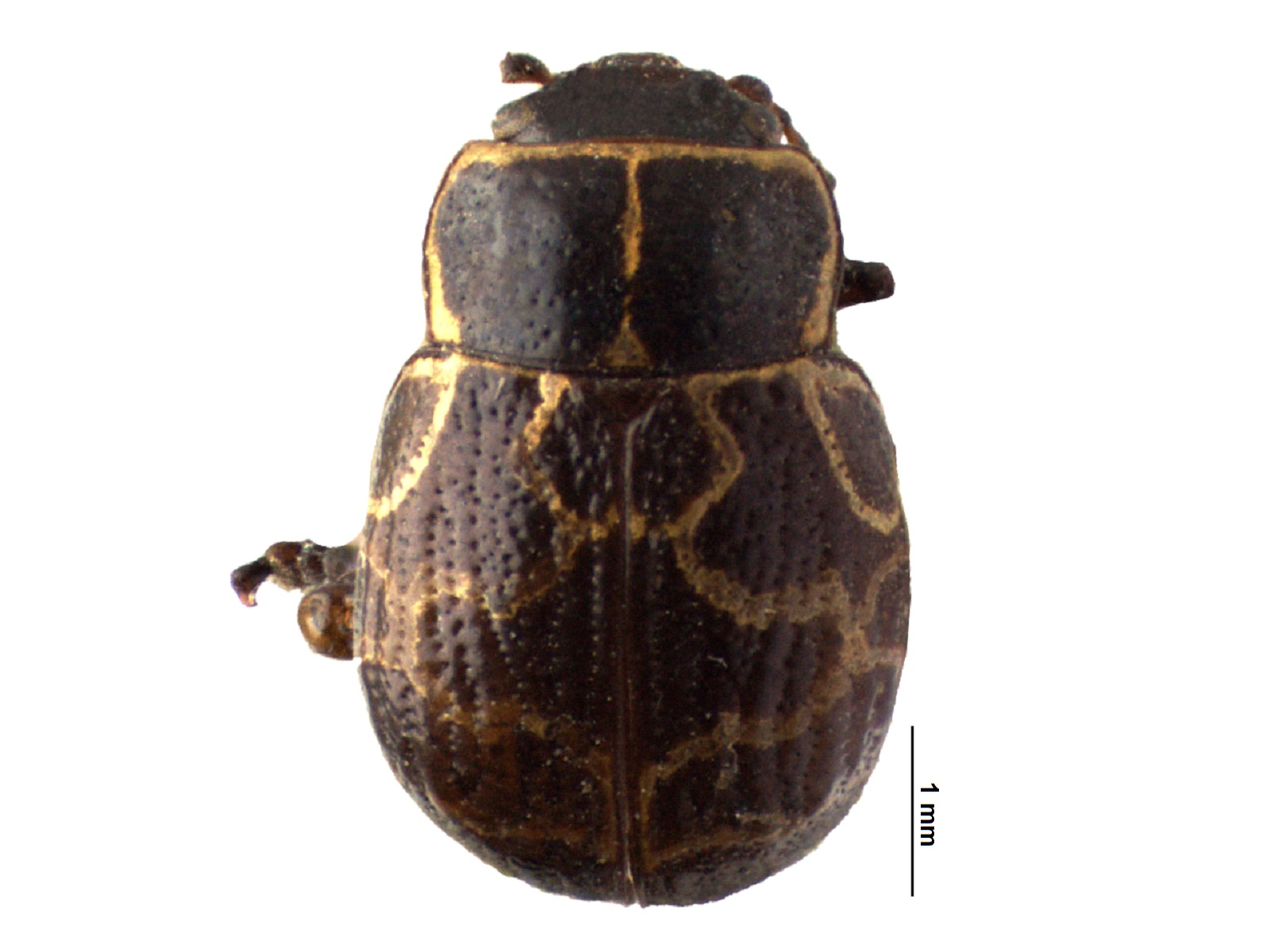 Comisteisa testudinaria Stal, 1858 