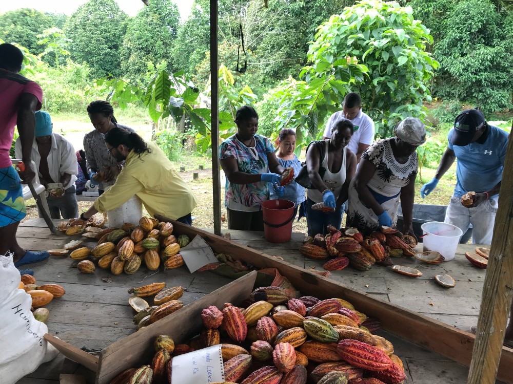 Búsqueda de nueva patente sobre metodología poscosecha en cacao en Colombia