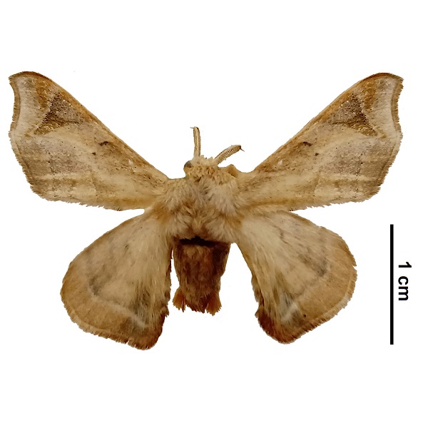 Bombycidae