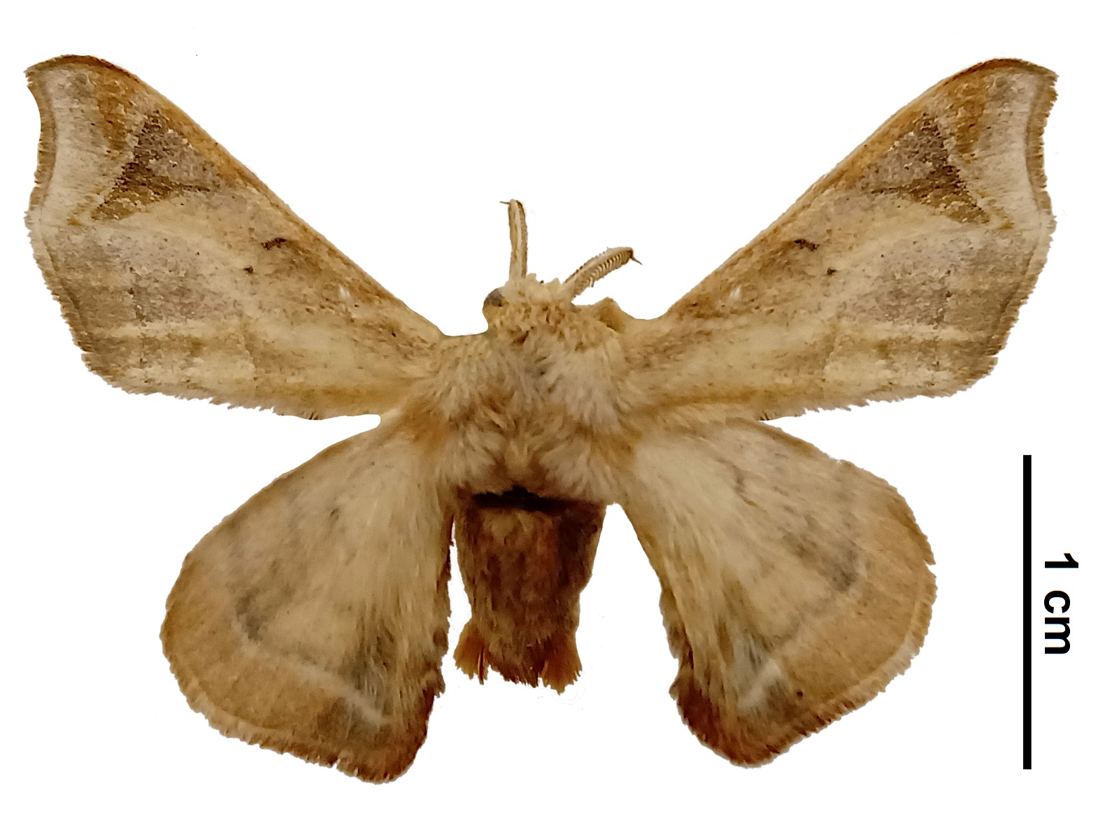 Quentalia sp. 