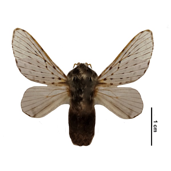 Lasiocampidae