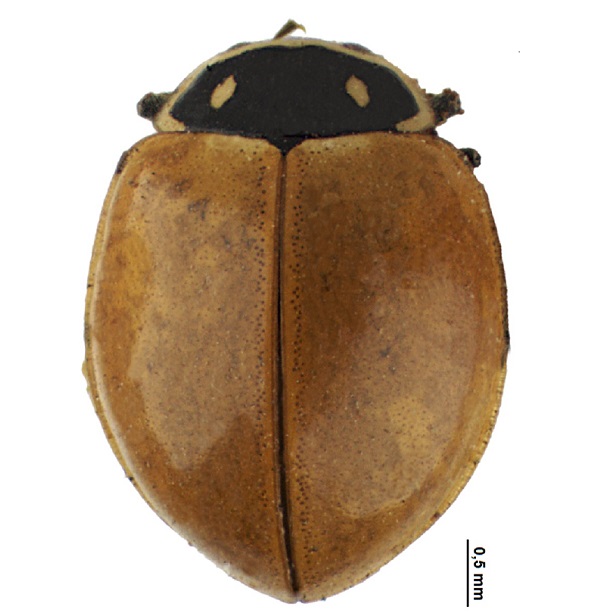 Coccinellina Emarginata 616