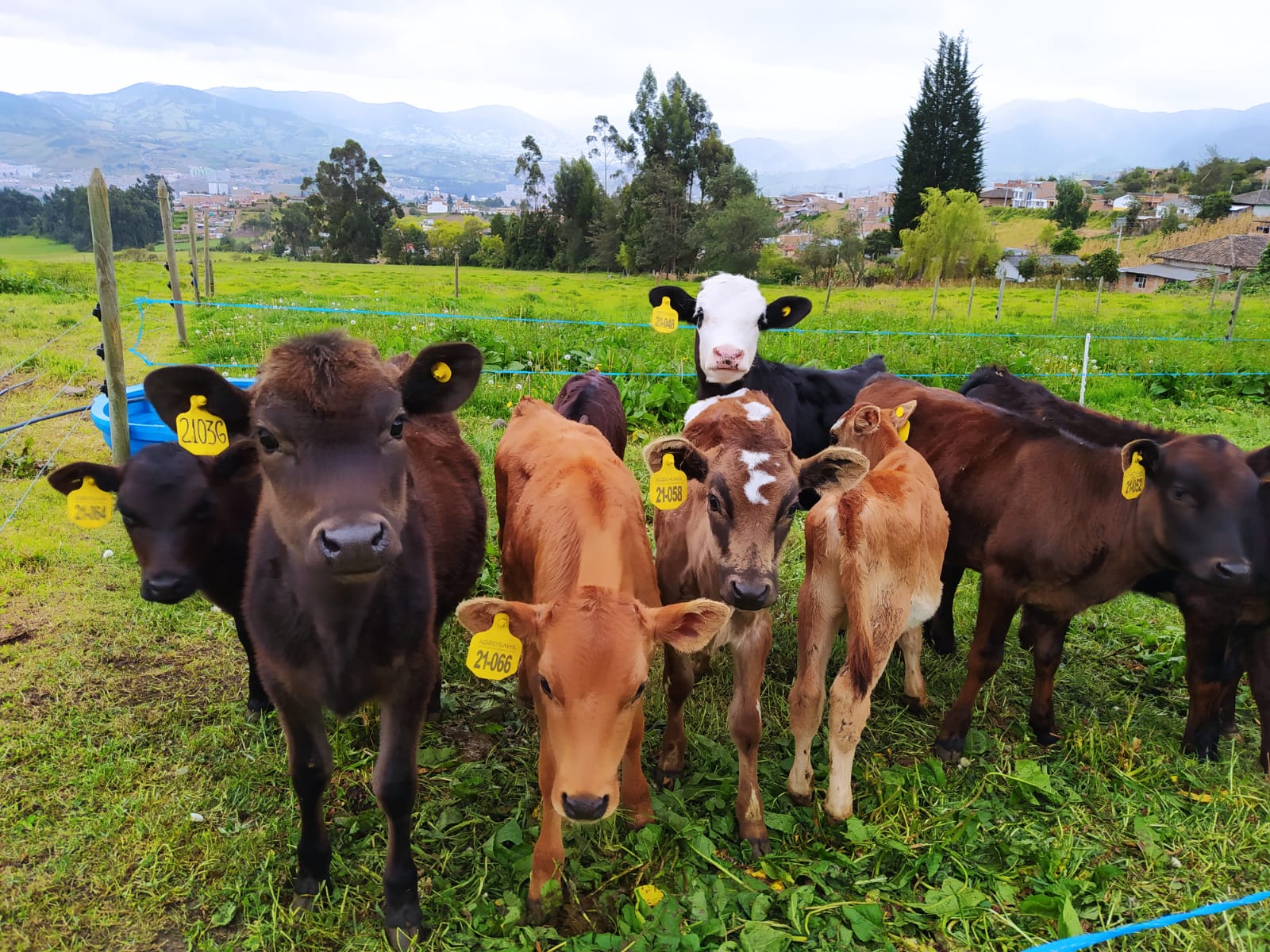 Espacio Para La Experiencia Del Cliente Para La Cadena De Valor Láctea En El Trópico Alto Colombiano5