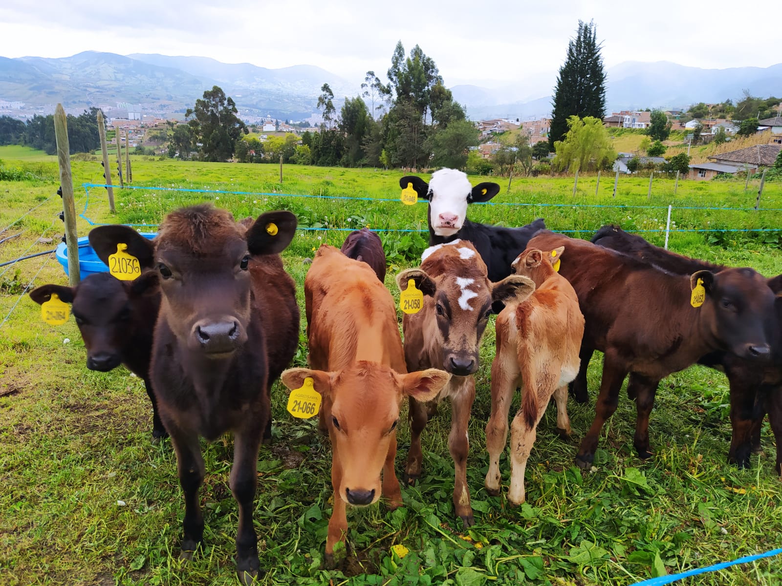 Espacio Para La Experiencia Del Cliente Para La Cadena De Valor Láctea En El Trópico Alto Colombiano5