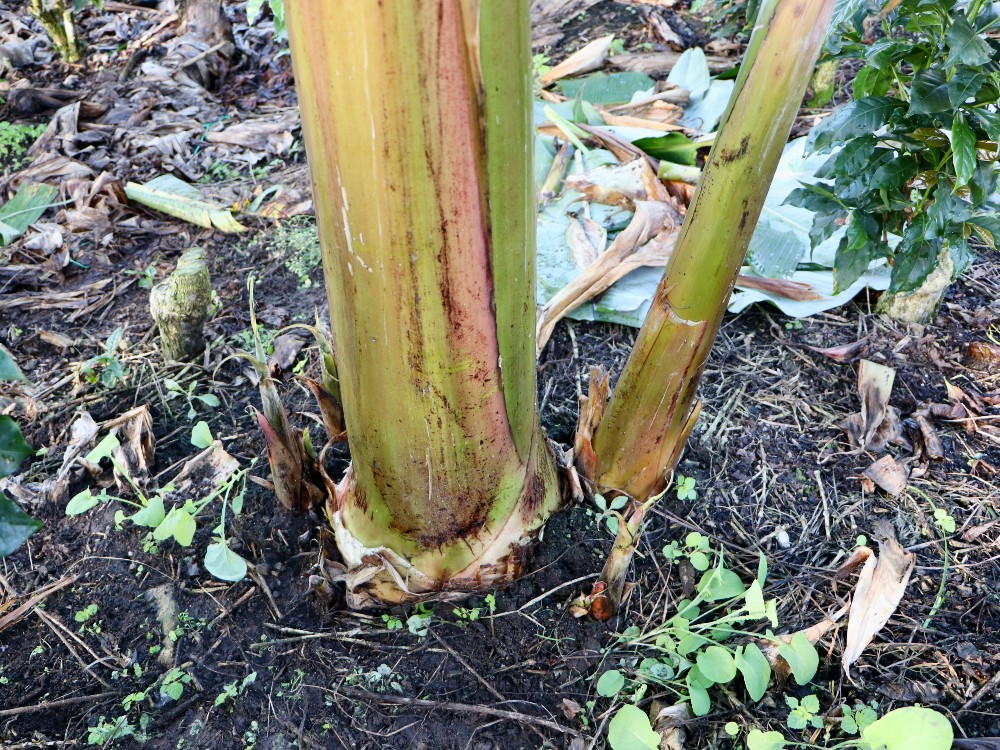 Material de propagación de plátano en el departamento del Huila