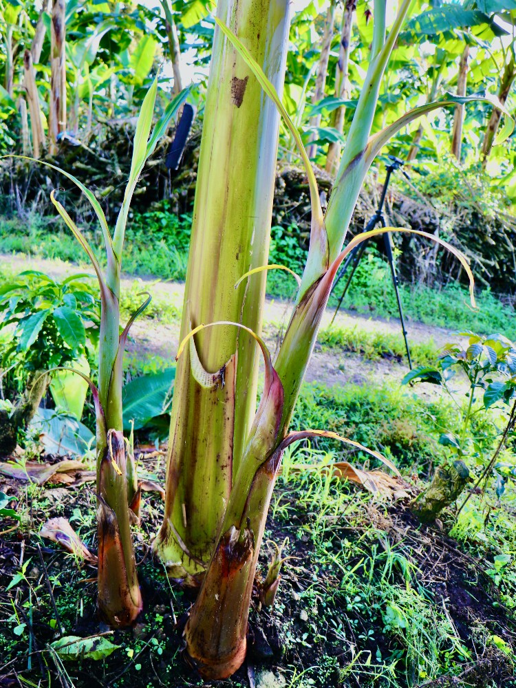 Semilla Platano Huila2 AGROSAVIA