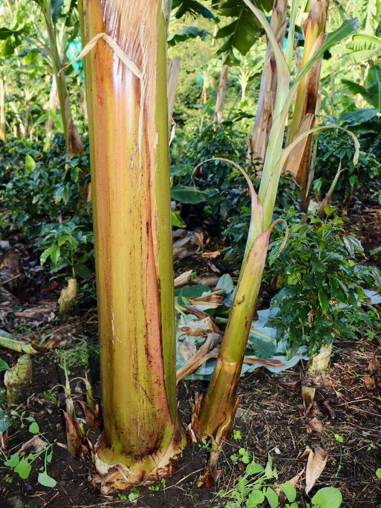 Semilla Platano Huila3 AGROSAVIA