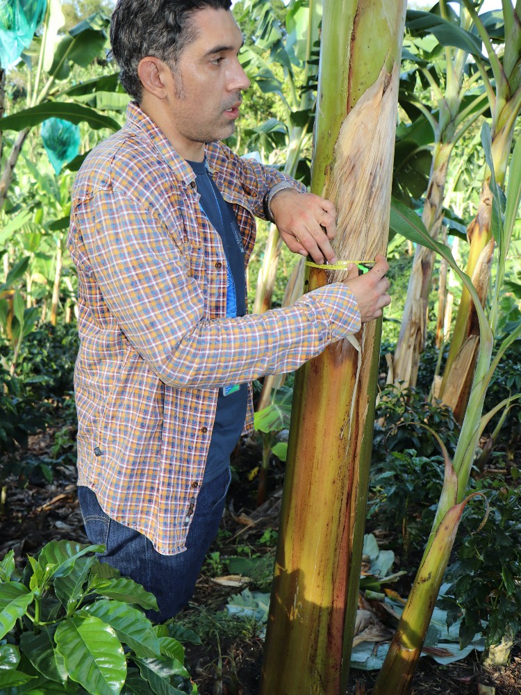 Semilla Platano Huila4 AGROSAVIA