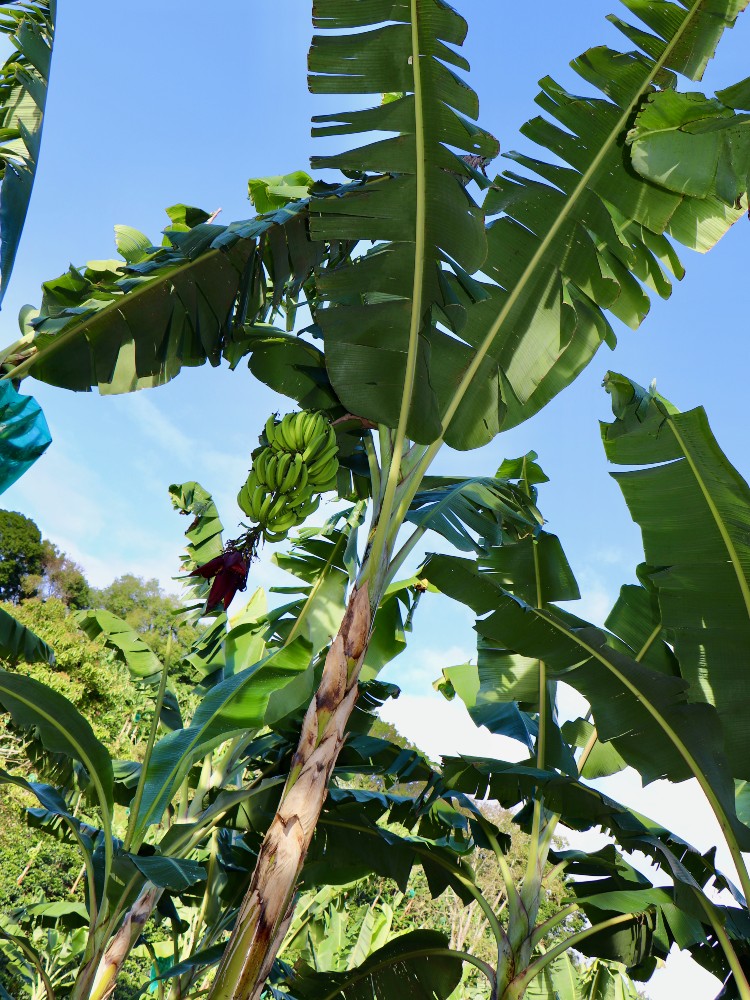 Semilla Platano Huila5 AGROSAVIA