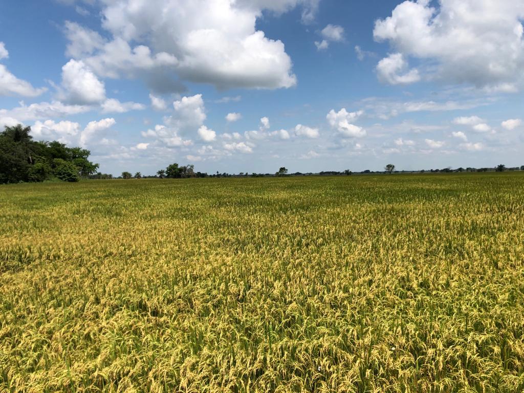 Avanzan En Iniciativa Para La Reducción De Emisiones De Cultivos De Arroz En La Orinoquia