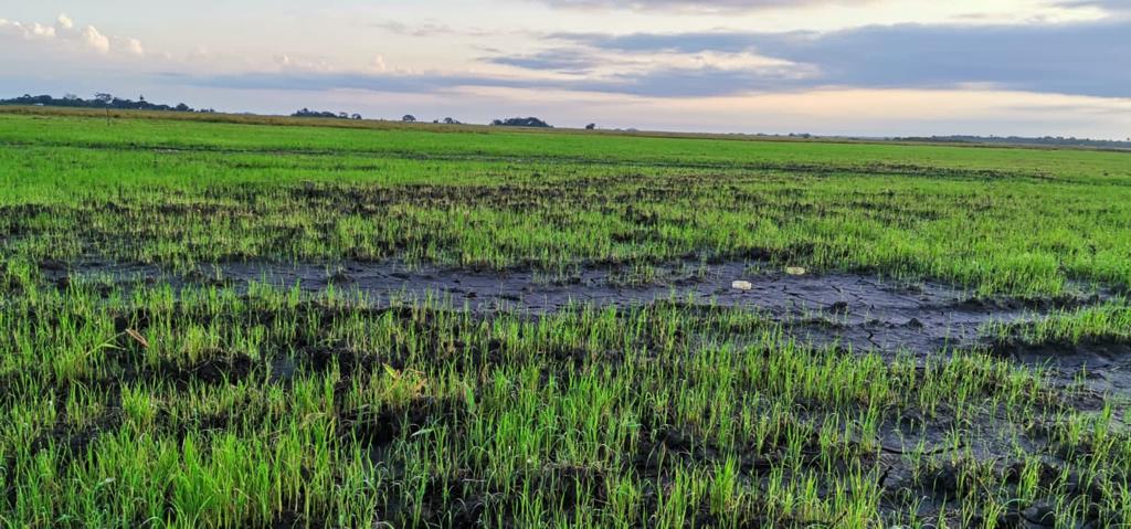 Avanzan En Iniciativa Para La Reducción De Emisiones De Cultivos De Arroz En La Orinoquia2