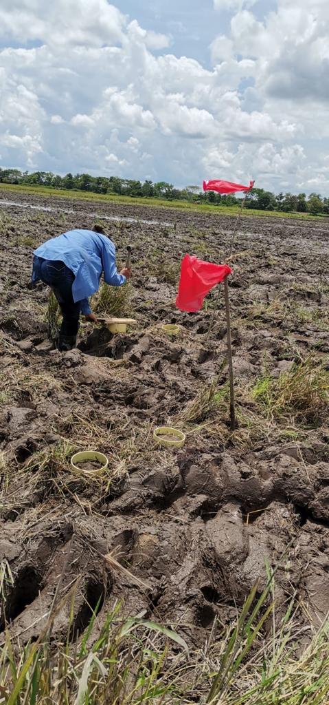 Avanzan En Iniciativa Para La Reducción De Emisiones De Cultivos De Arroz En La Orinoquia4