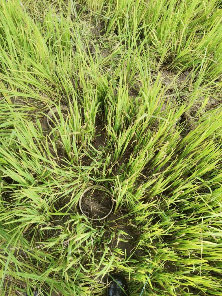 Avanzan En Iniciativa Para La Reducción De Emisiones De Cultivos De Arroz En La Orinoquia5