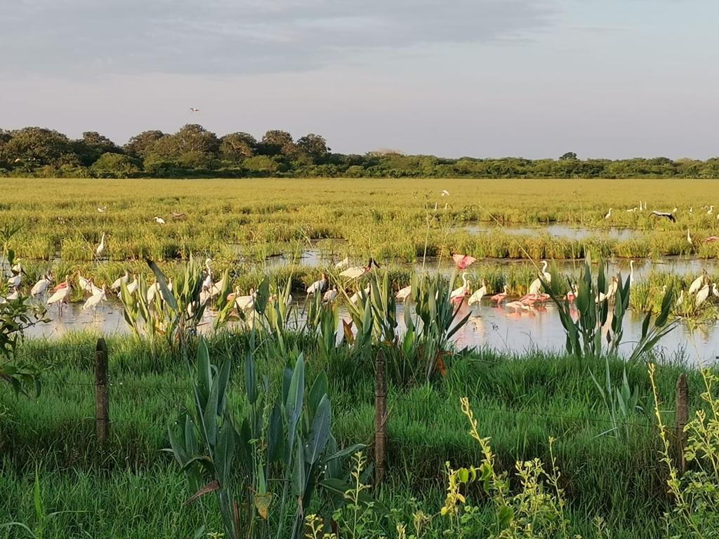 Avanzan En Iniciativa Para La Reducción De Emisiones De Cultivos De Arroz En La Orinoquia6