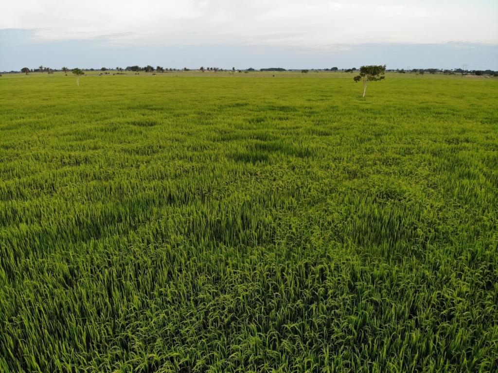 Avanzan En Iniciativa Para La Reducción De Emisiones De Cultivos De Arroz En La Orinoquia7