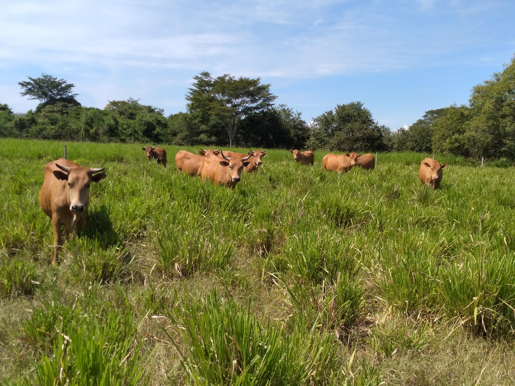Se acerca el final de la subasta virtual de razas criollas bovinas de AGROSAVIA