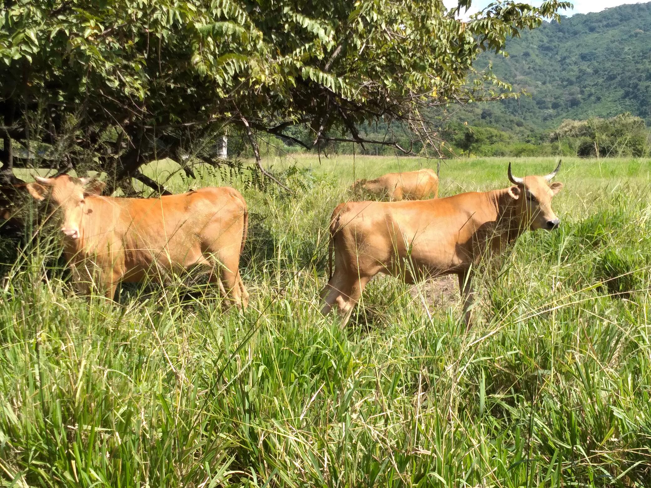 Subasta Virtual Razas Criollas2