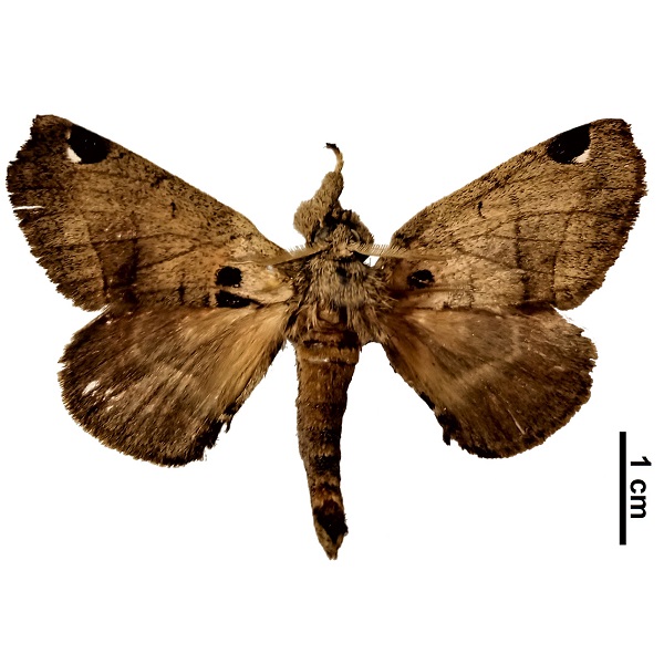 Apatelodidae