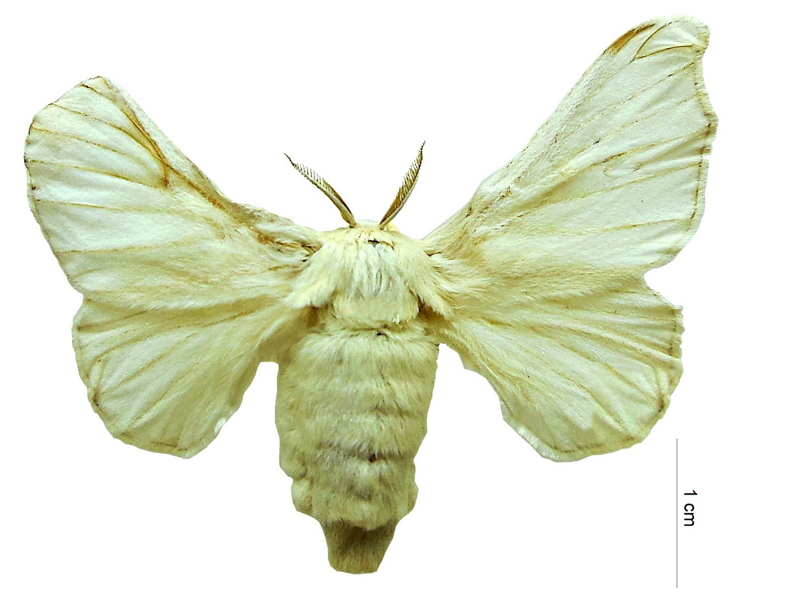 Bombyx mori (Linnaeus, 1758) 