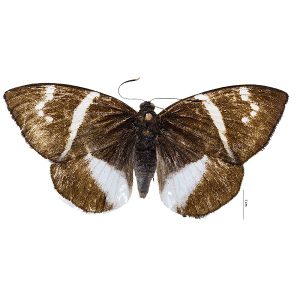 Castniidae